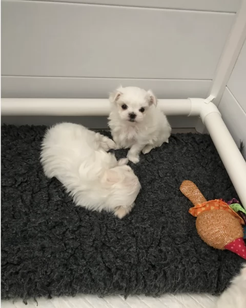 Cuccioli di Maltese mini toy di razza pura in adozione | Foto 2