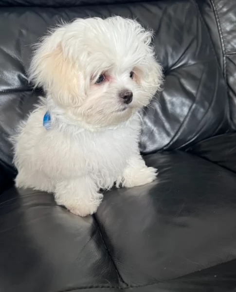 Cuccioli di Maltese mini toy di razza pura in adozione | Foto 1