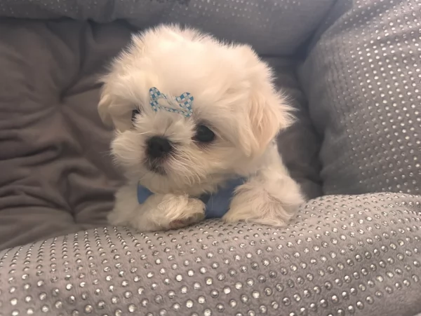 Cuccioli di Maltese mini toy di razza pura in adozione | Foto 6