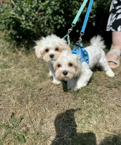 Cuccioli di Maltese mini toy di razza pura in adozione