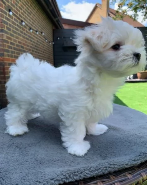 Cuccioli di Maltese mini toy di razza pura in adozione
