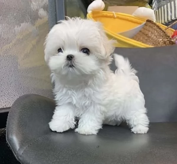 Cuccioli di Maltese mini toy di razza pura in adozione | Foto 4