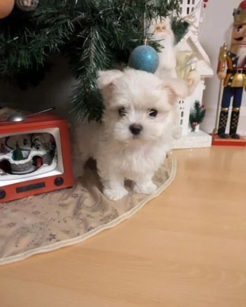 Cuccioli di Maltese mini toy di razza pura in adozione | Foto 2