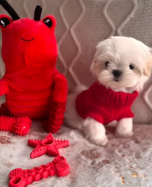 Cuccioli di Maltese mini toy di razza pura in adozione | Foto 2