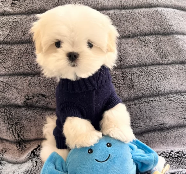 Cuccioli di Maltese mini toy di razza pura in adozione