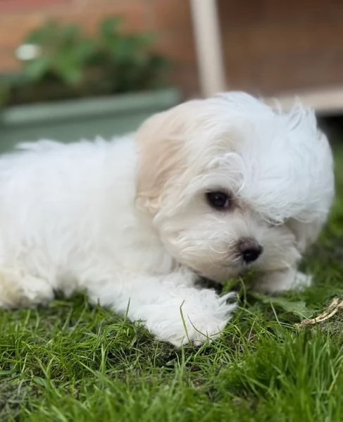 Cuccioli di Maltese mini toy di razza pura in adozione | Foto 2