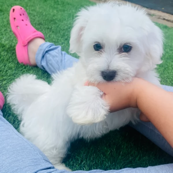 Cuccioli di Maltese mini toy di razza pura in adozione | Foto 4