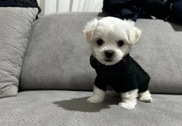 Cuccioli di Maltese mini toy di razza pura in adozione | Foto 2