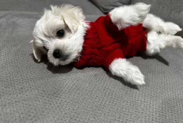 Cuccioli di Maltese mini toy di razza pura in adozione