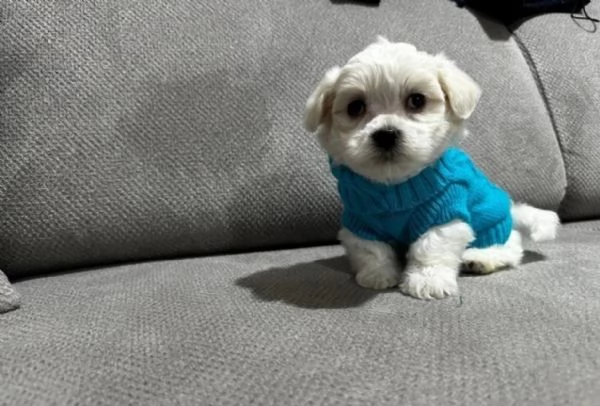 Cuccioli di Maltese mini toy di razza pura in adozione | Foto 0