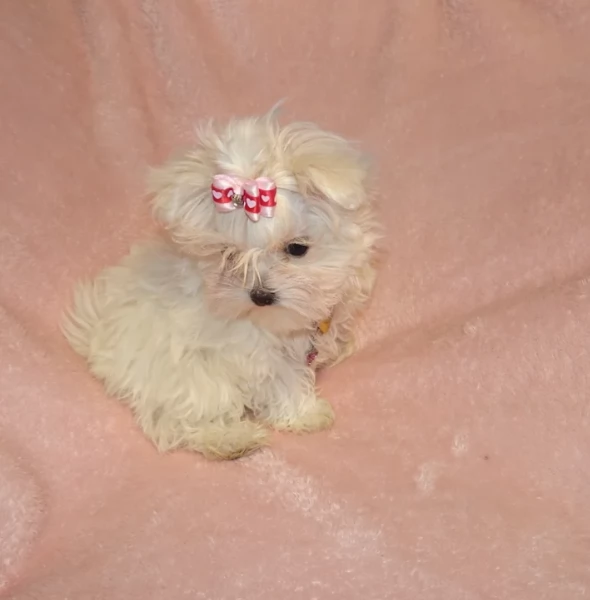 Cuccioli di Maltese mini toy di razza pura in adozione | Foto 6