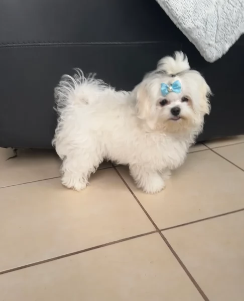 Cuccioli di Maltese mini toy di razza pura in adozione | Foto 1