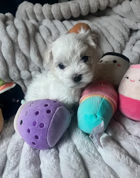 Cuccioli di Maltese mini toy di razza pura in adozione | Foto 1