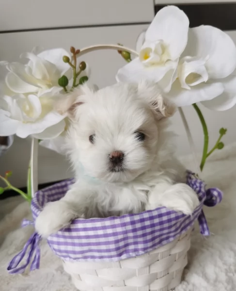 Cuccioli di Maltese mini toy di razza pura in adozione | Foto 0