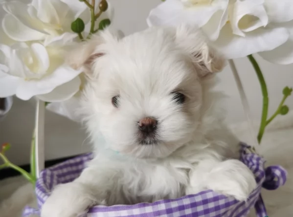 Cuccioli di Maltese mini toy di razza pura in adozione | Foto 1
