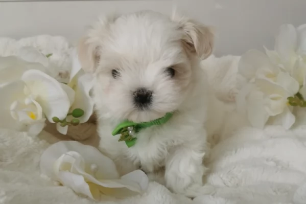 Cuccioli di Maltese mini toy di razza pura in adozione | Foto 0