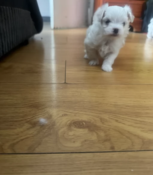 Cuccioli di Maltese mini toy di razza pura in adozione | Foto 5