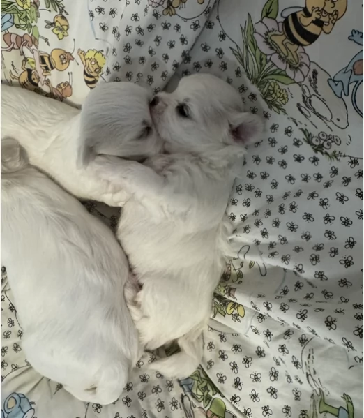 Cuccioli di Maltese mini toy di razza pura in adozione | Foto 3