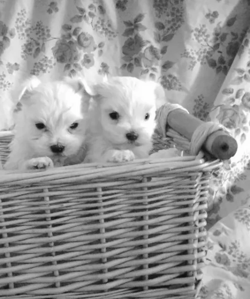 Cuccioli di Maltese mini toy di razza pura in adozione
