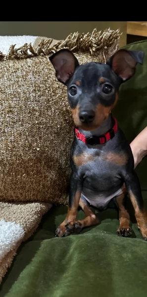 Cuccioli di pinscher di razza pura in adozione | Foto 4