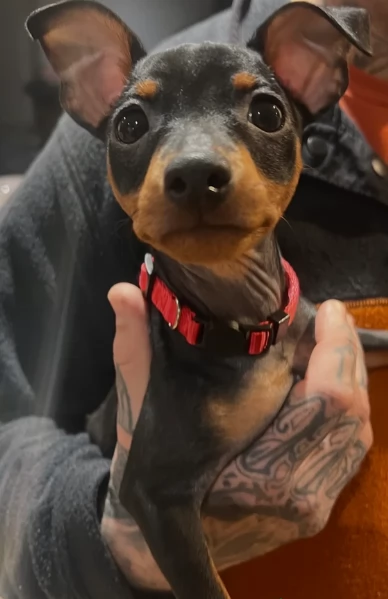 Cuccioli di pinscher di razza pura in adozione | Foto 1