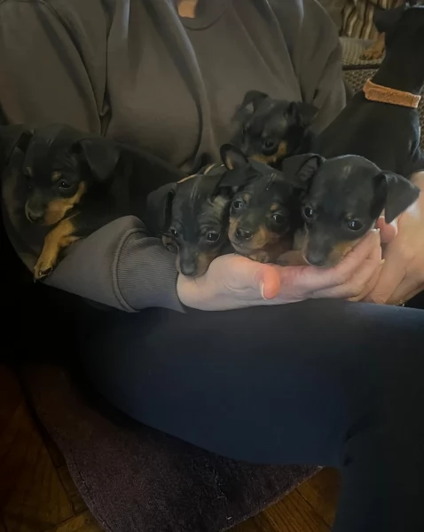 Cuccioli di pinscher di razza pura in adozione | Foto 5
