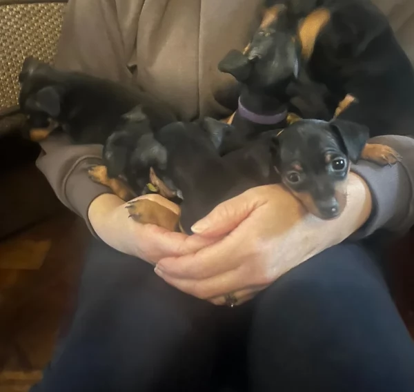 Cuccioli di pinscher di razza pura in adozione | Foto 2