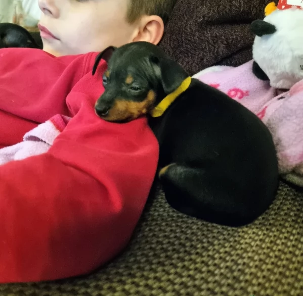 Cuccioli di pinscher di razza pura in adozione