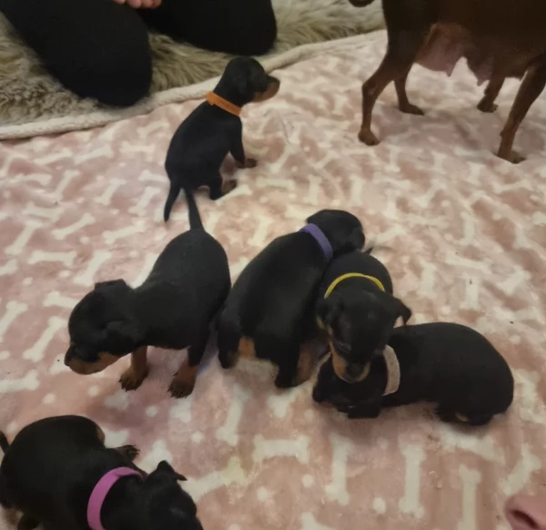Cuccioli di pinscher di razza pura in adozione | Foto 2