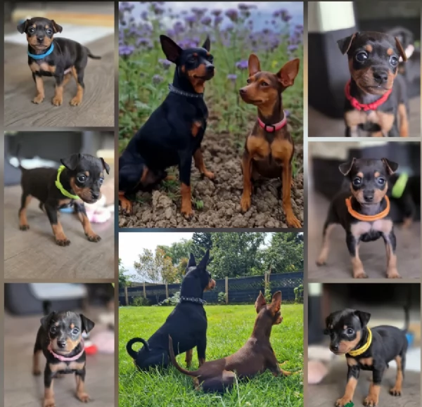 Cuccioli di pinscher di razza pura in adozione | Foto 3