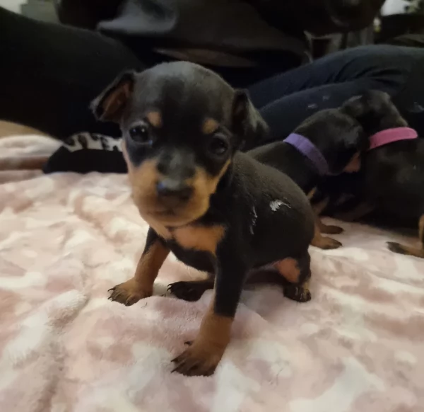 Cuccioli di pinscher di razza pura in adozione