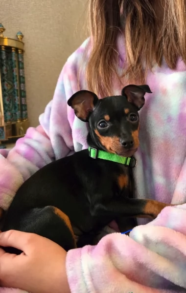 Cuccioli di pinscher di razza pura in adozione | Foto 0