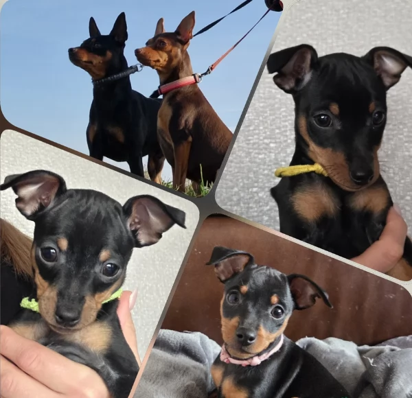 Cuccioli di pinscher di razza pura in adozione | Foto 3