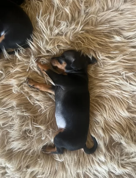 Cuccioli di pinscher di razza pura in adozione | Foto 4