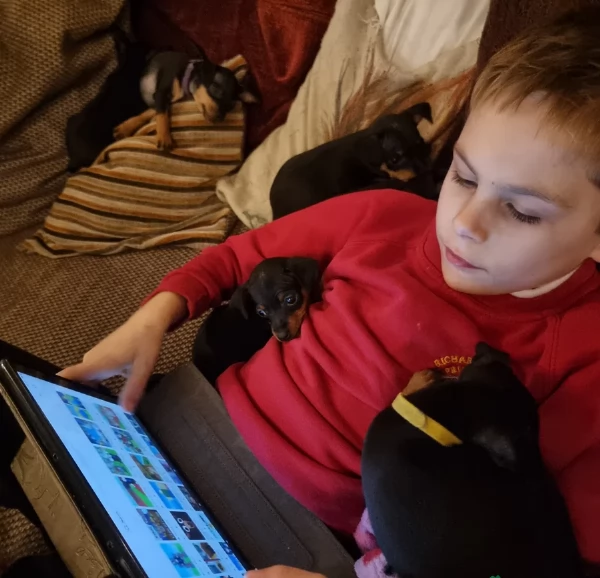 Cuccioli di pinscher di razza pura in adozione | Foto 1