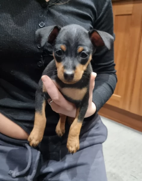 Cuccioli di pinscher di razza pura in adozione | Foto 4