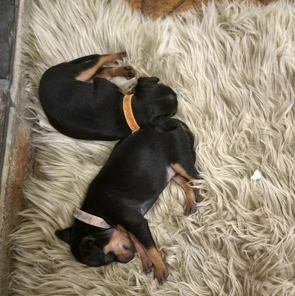 Cuccioli di pinscher di razza pura in adozione | Foto 0