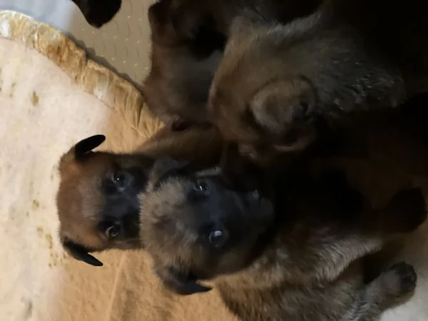 Vendita cuccioli di pastore belga malinois | Foto 0