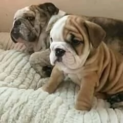 Regalo cuccioli di bulldog inglese femminucce e maschietti 