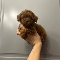 Regalo cuccioli di barboncino