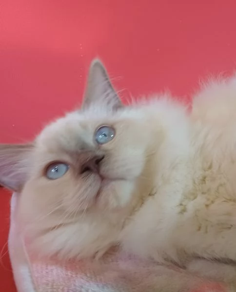 Wonder Blue Sirius | Foto 2