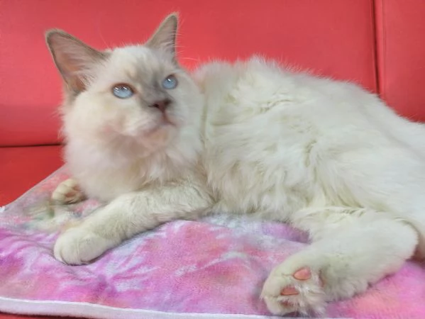 Wonder Blue Sirius | Foto 1