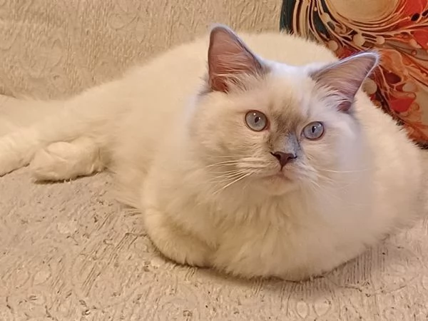 Wonder Blue Sirius | Foto 1