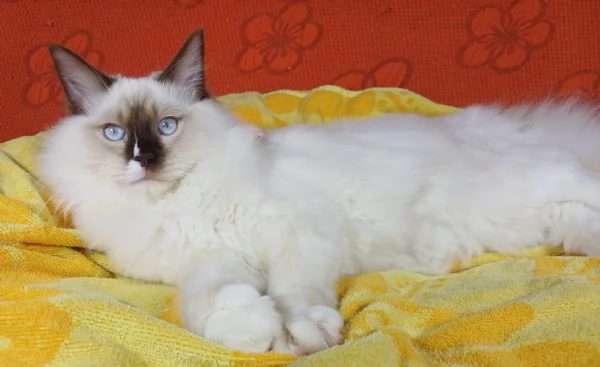 Wonder Blue Shakeaspeare