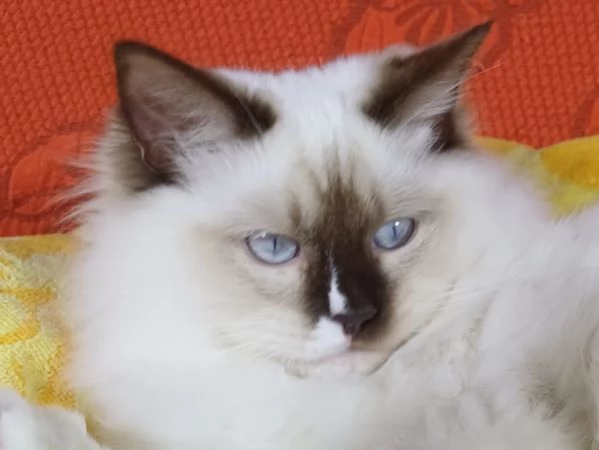 Wonder Blue Shakeaspeare | Foto 1