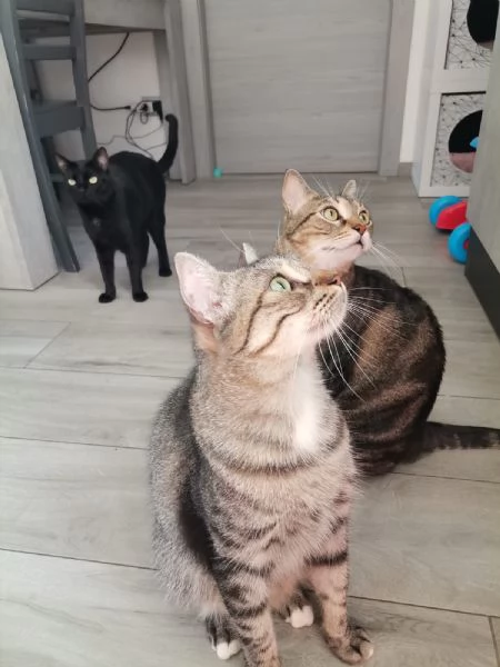 Gatti europei fratelli  | Foto 6