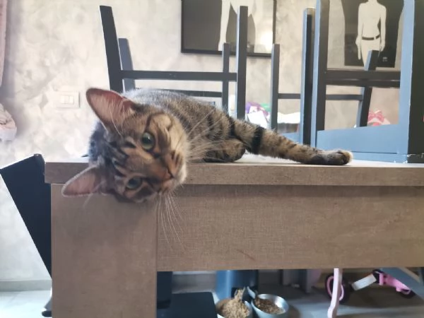 Gatti europei fratelli  | Foto 5