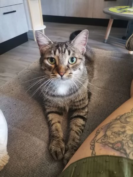 Gatti europei fratelli  | Foto 3