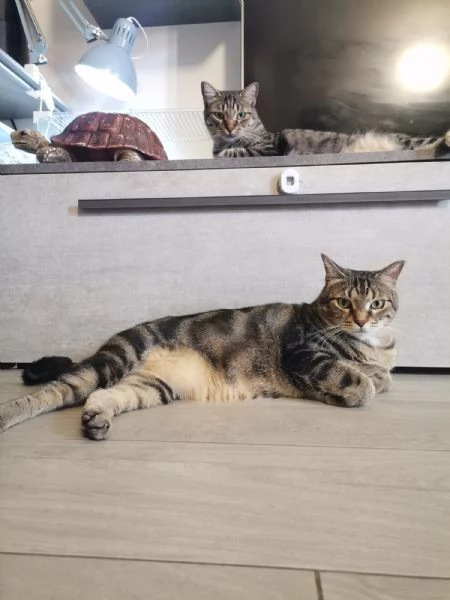 Gatti europei fratelli  | Foto 1