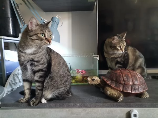 Gatti europei fratelli  | Foto 0